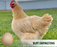 Ready-to-Lay:  Buff Orpington