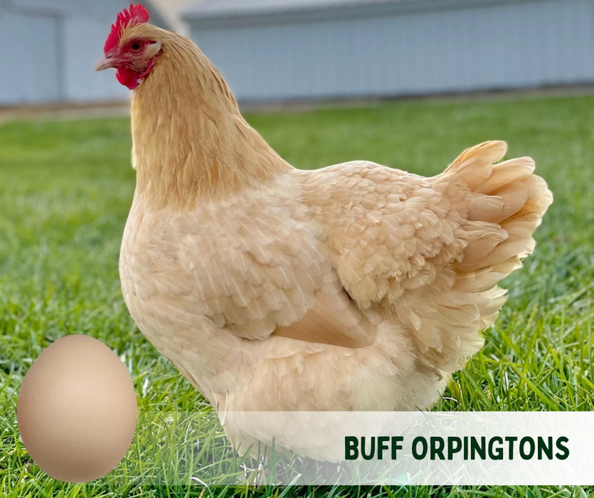 Ready-to-Lay:  Buff Orpington