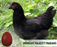 Ready-to-Lay:  Midnight Majesty Marans