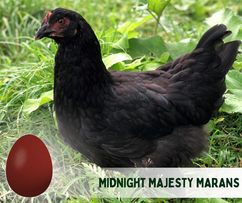 Ready-to-Lay:  Midnight Majesty Marans