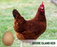 Ready-to-Lay:  Rhode Island Red