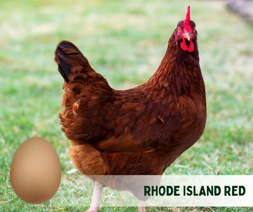 Ready-to-Lay:  Rhode Island Red