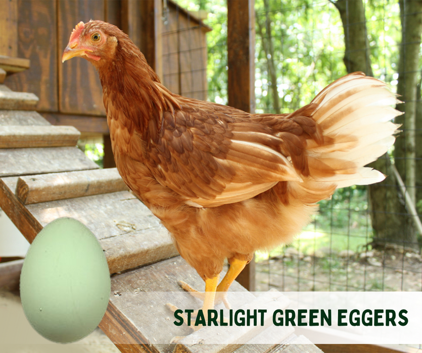 Ready-to-Lay:  Starlight Green Egg Layers